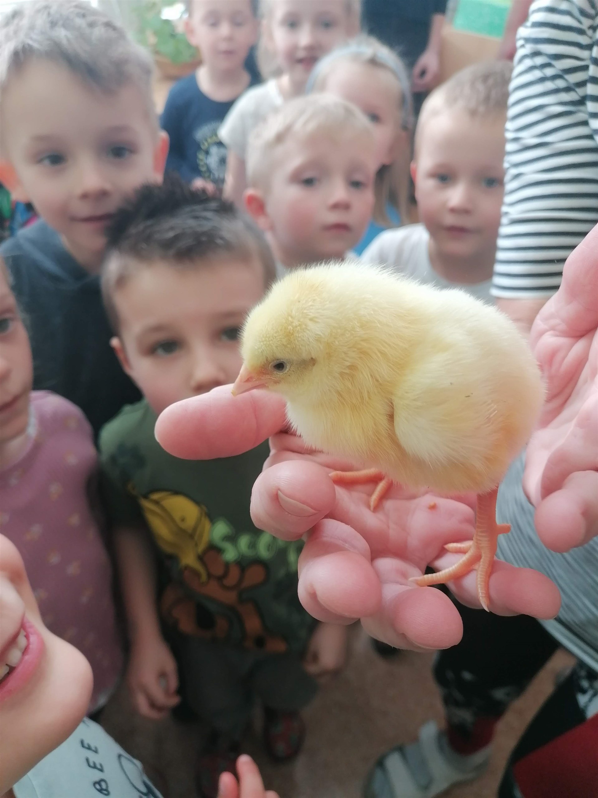 Líhnutí kuřátek