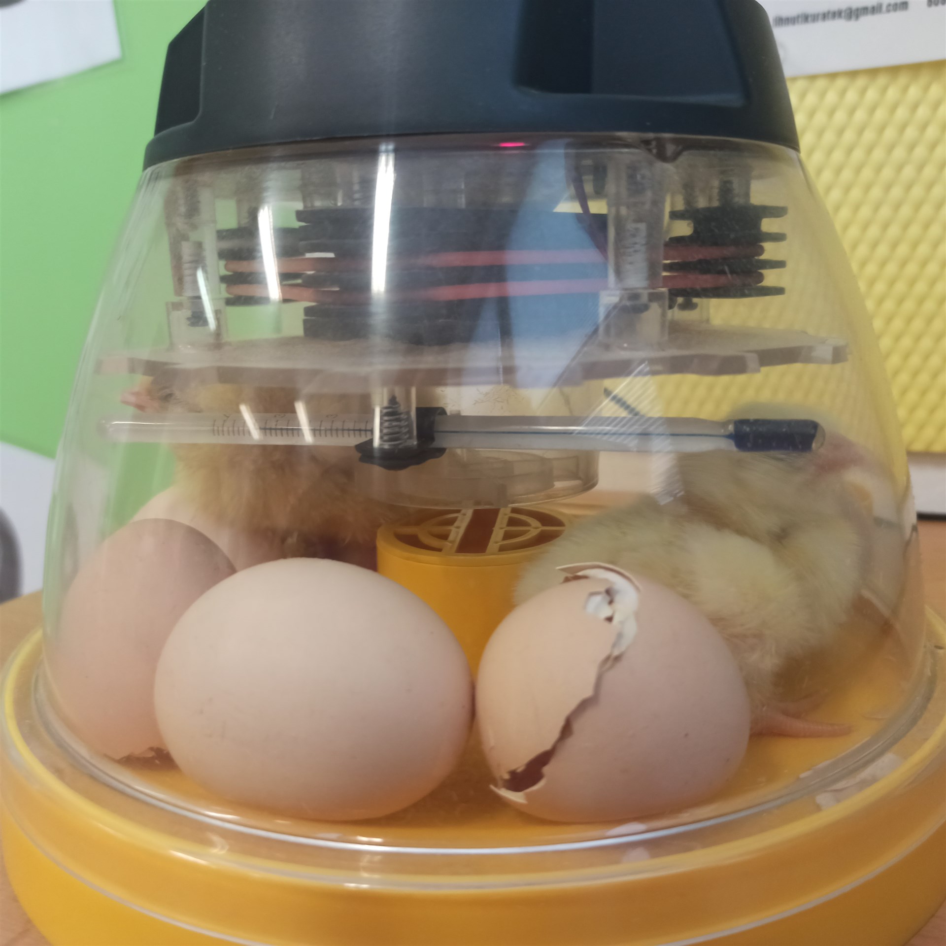 Projekt: Líhnutí kuřátek